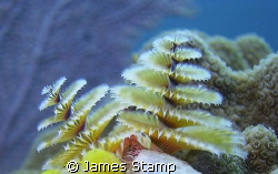 Christmas tree worms. Sea & Sea dx300, ys25 auto by James Stamp 